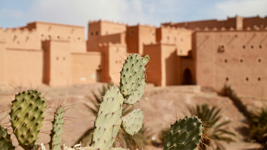 Prickly Pear Seed Oil: Morocco’s Anti-Aging Secret in a Bottle