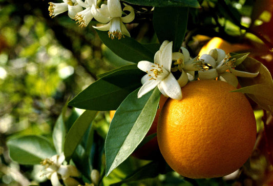 Moroccan Orange Blossom Water: Your Brightening Morning Ritual