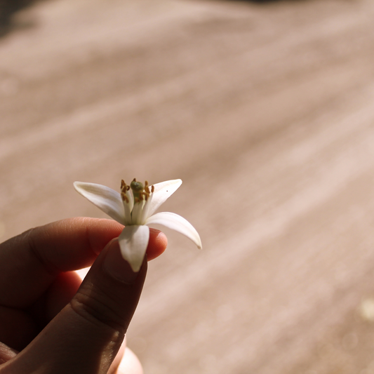Orange Blossom Water – Moroccan Freshness in Every Drop