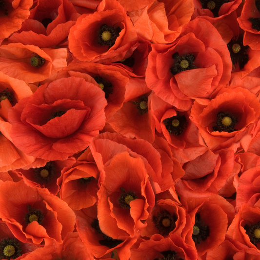 Liquid Aker Fassi Blush – Moroccan Rosy Tint