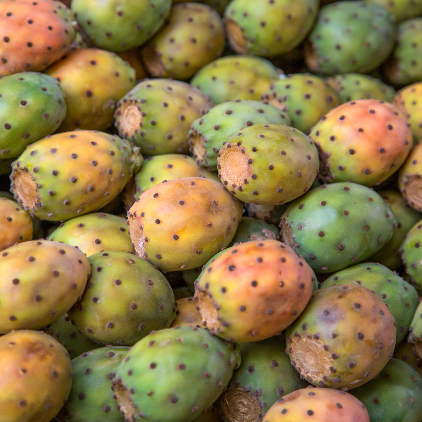 Organic Prickly Pear Seed Oil - 15ml